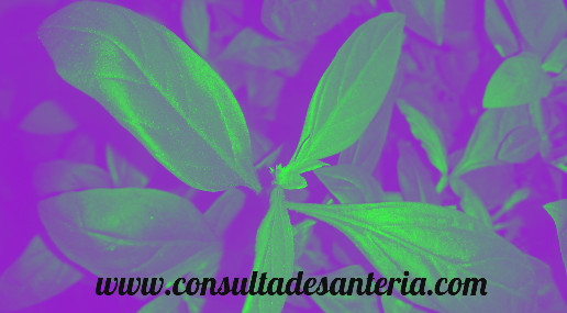 plantas amarre santería
